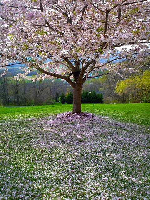 cherry tree