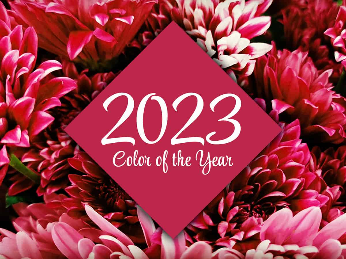 viva magenta color of the year